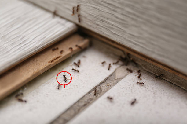 Best Ant Control Services  in Hamburg, AR