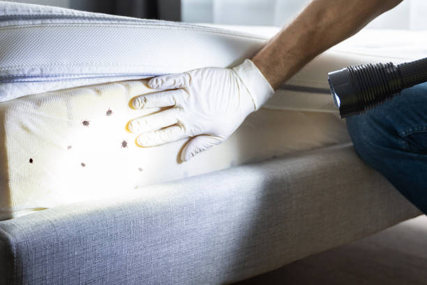 Best Flea Control Services  in Hamburg, AR