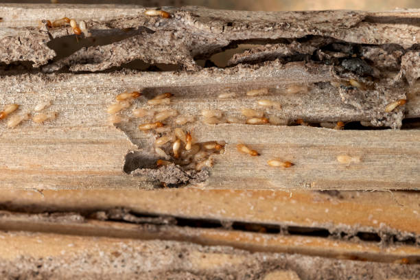 Best Affordable Pest Control Services  in Hamburg, AR